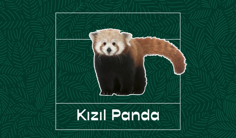 kizil_panda-03-768x450