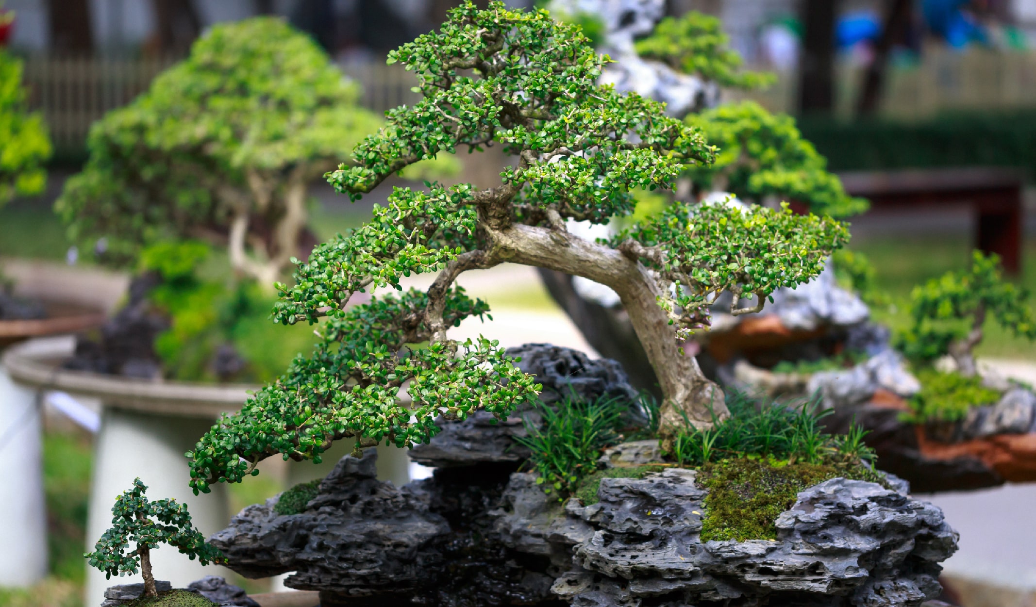 minyatür ağaç