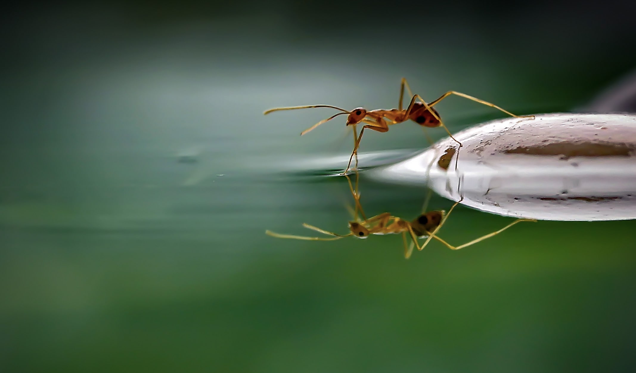 karınca belgeseli