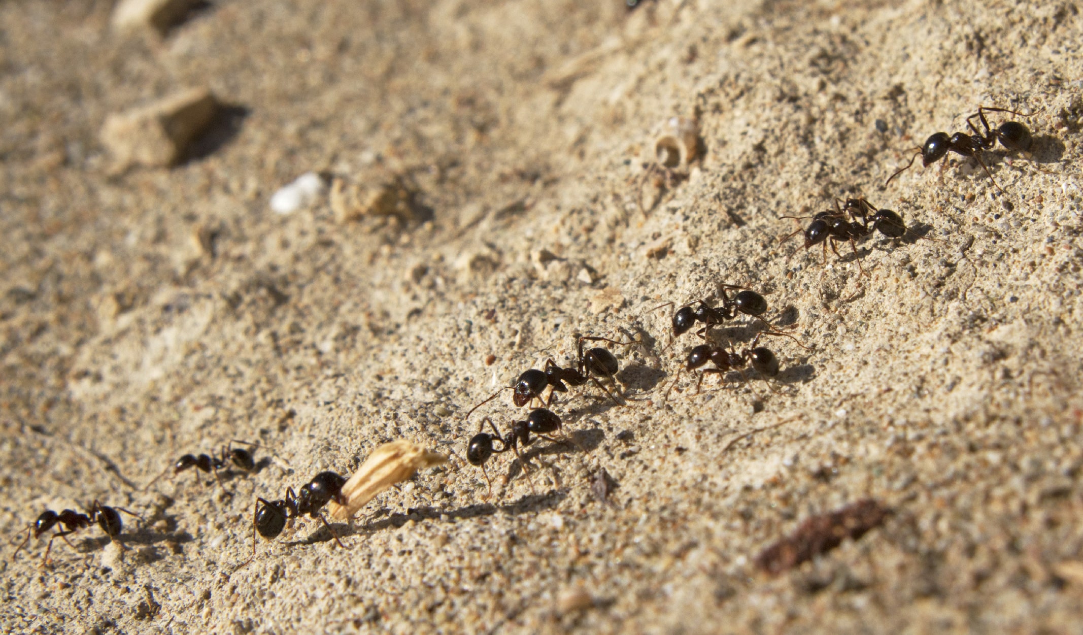 karınca belgeseli