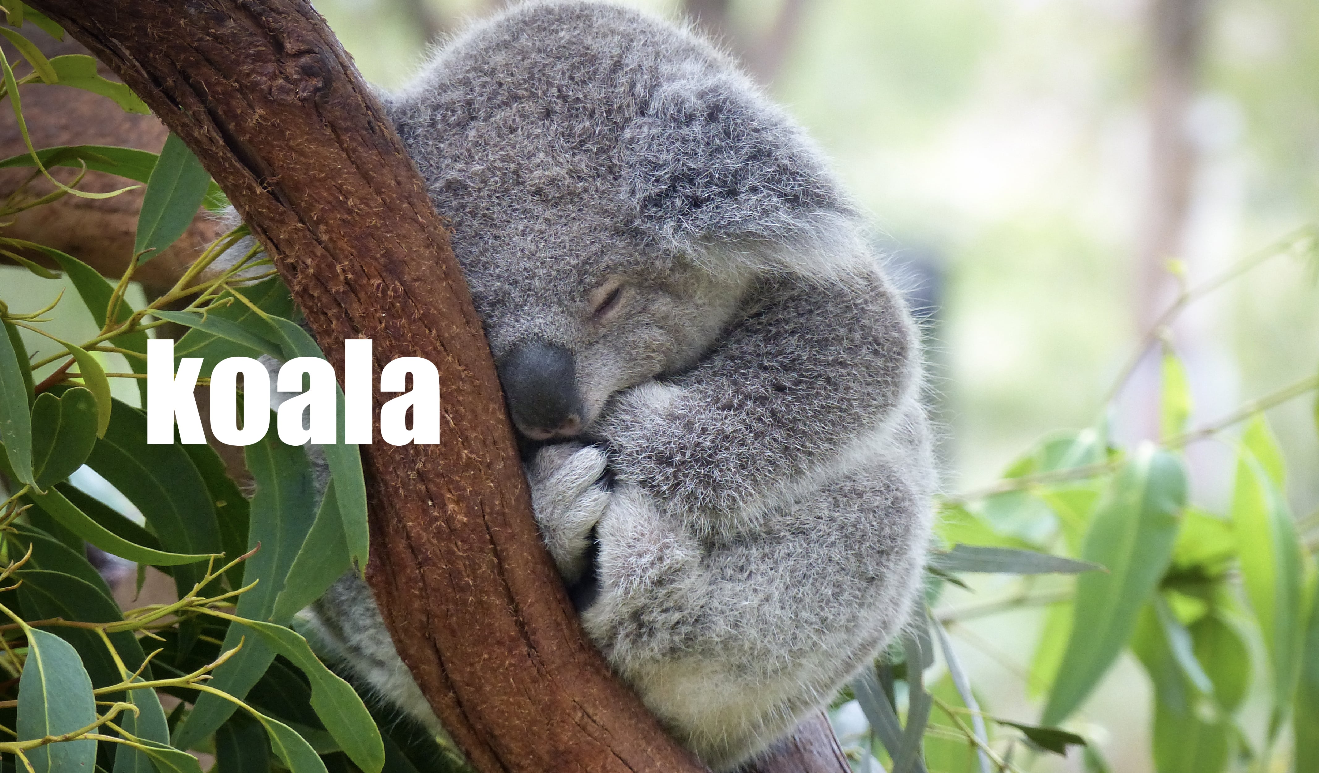 Сколько спят коалы. Коала на эвкалипте. Медведь коала. Сумчатый медведь коала Австралия. Эвкалипт в Австралии с коалой.