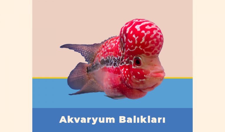 Halkbank K lt r Ve Ya am halkbank-k-lt-r-ve-ya-am