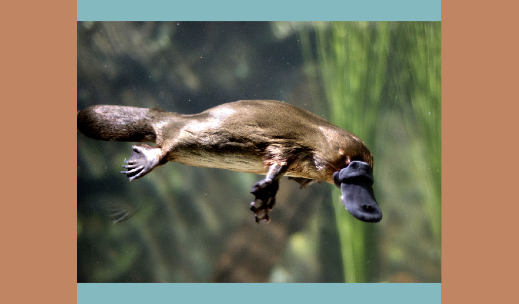 ORN TORENK PLATYPUS BULB ORN TORENK PLATYPUS BULB